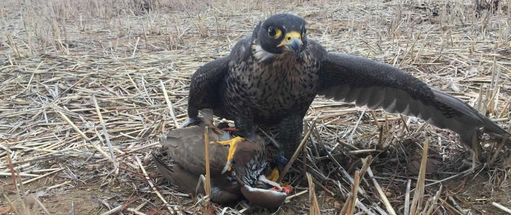 Asociación Española de cetrería y conservación de aves rapaces