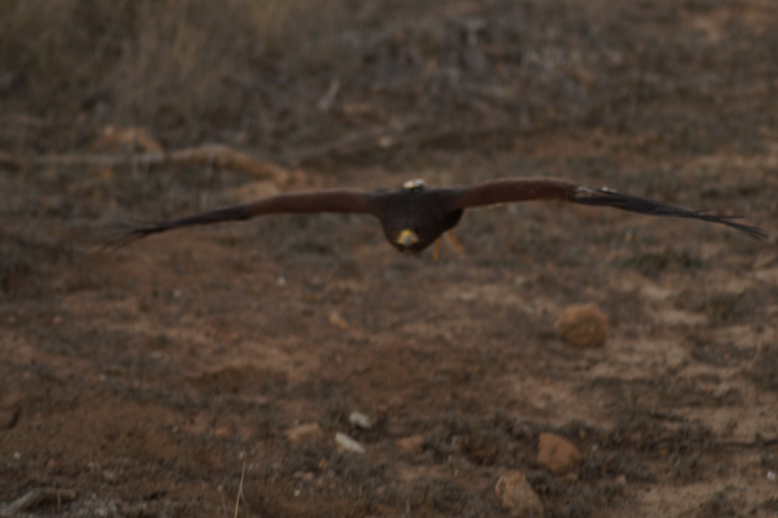 Asociación Española de cetrería y conservación de aves rapaces