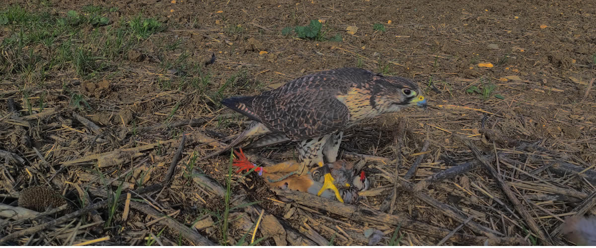 Asociación Española de cetrería y conservación de aves rapaces