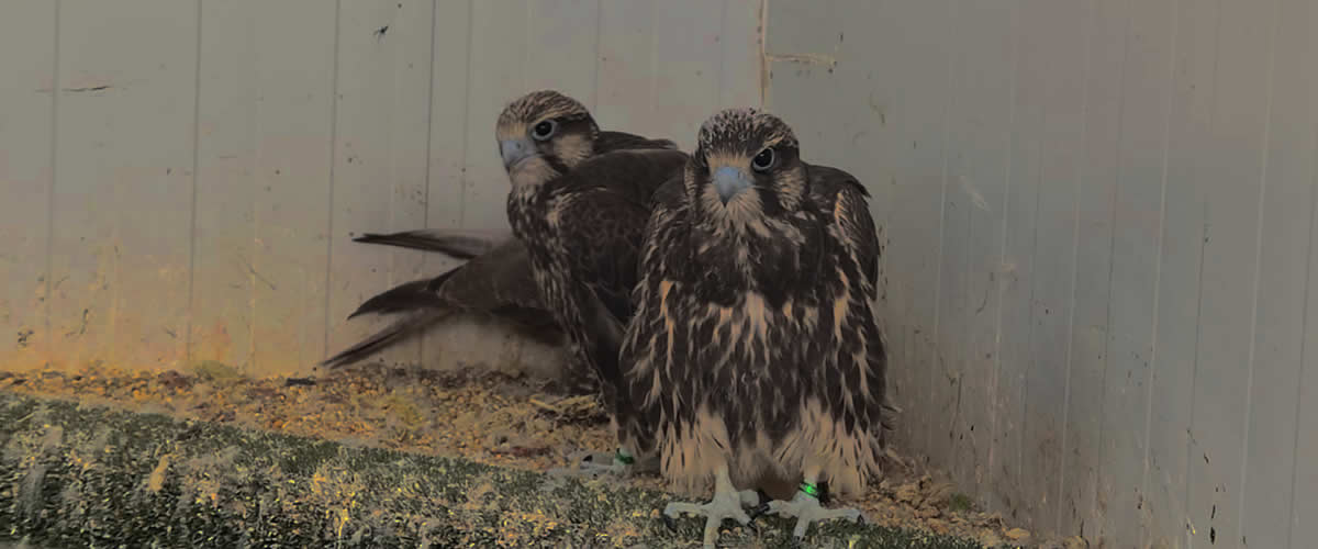 Asociación Española de cetrería y conservación de aves rapaces