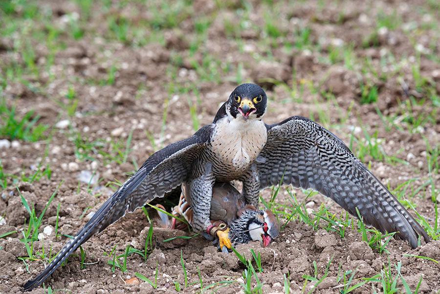 Asociación Española de cetrería y conservación de aves rapaces