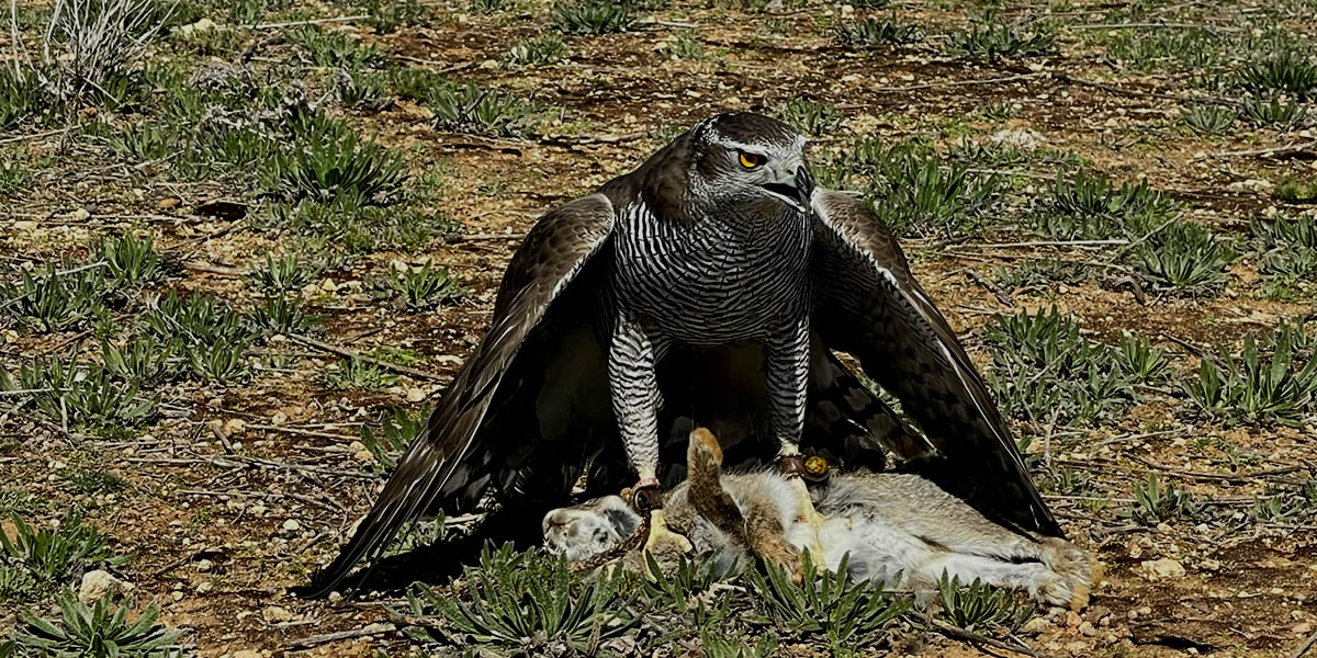 Asociación Española de cetrería y conservación de aves rapaces