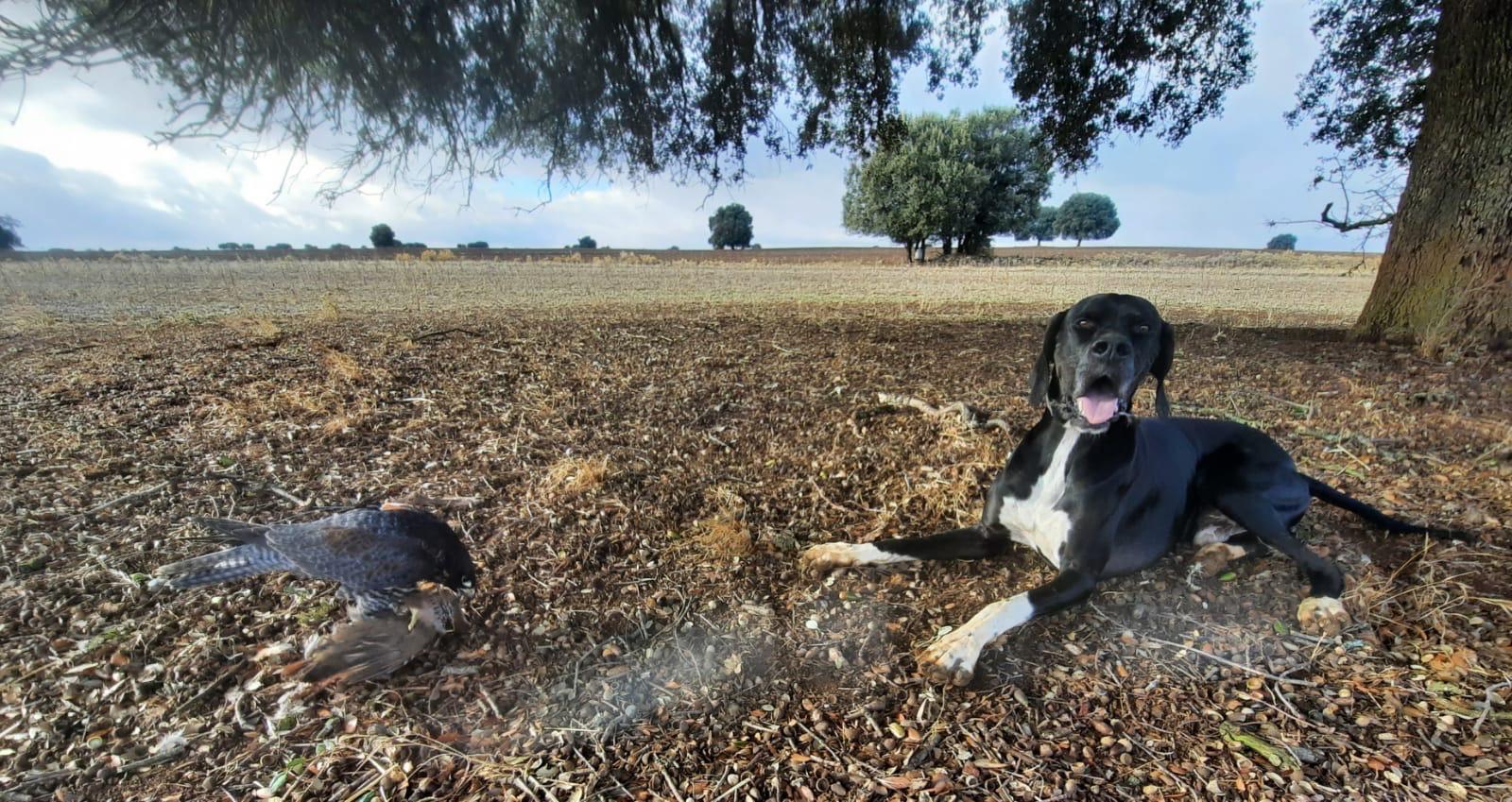 Asociación Española de cetrería y conservación de aves rapaces