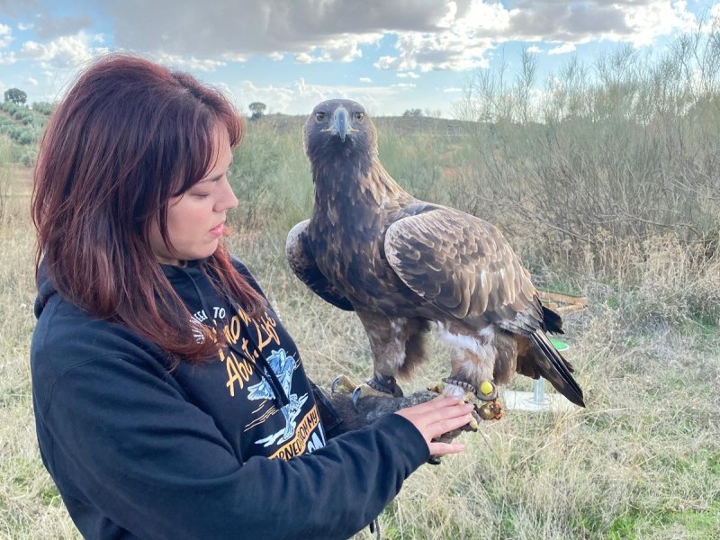 Asociación Española de cetrería y conservación de aves rapaces