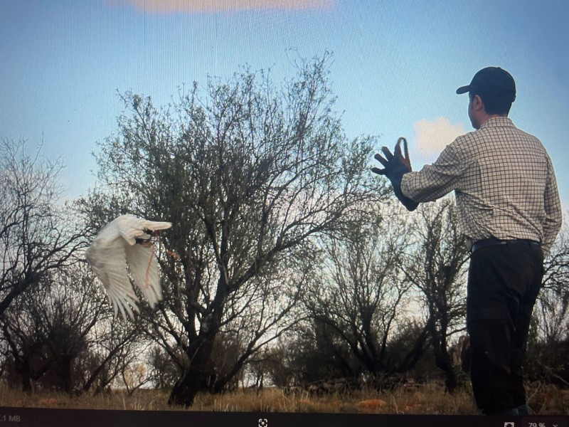 Asociación Española de cetrería y conservación de aves rapaces