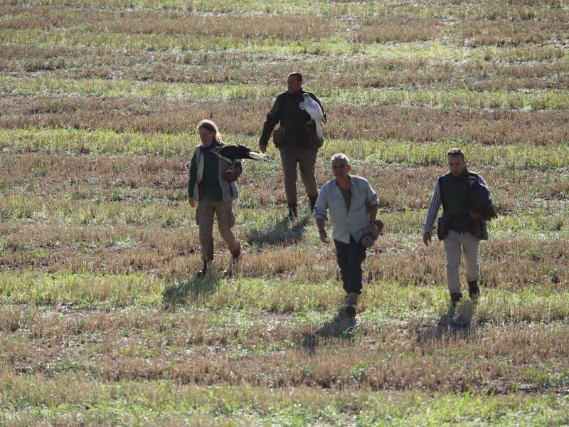 Asociación Española de cetrería y conservación de aves rapaces