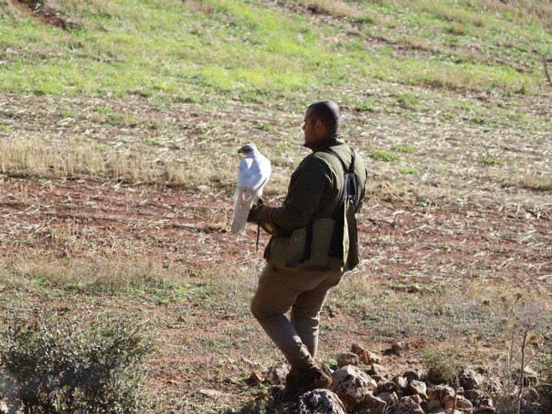 Asociación Española de cetrería y conservación de aves rapaces