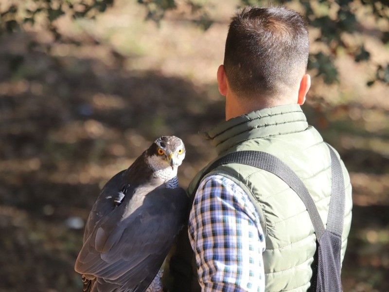 Asociación Española de cetrería y conservación de aves rapaces