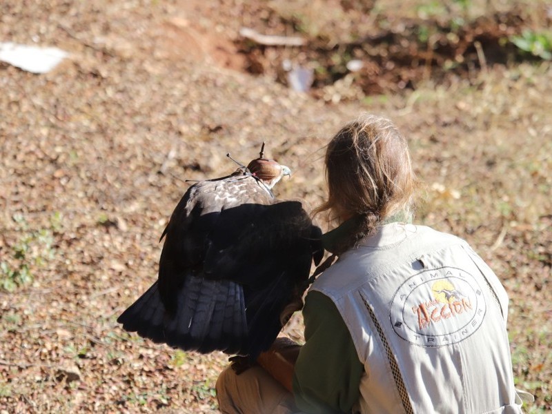 Asociación Española de cetrería y conservación de aves rapaces