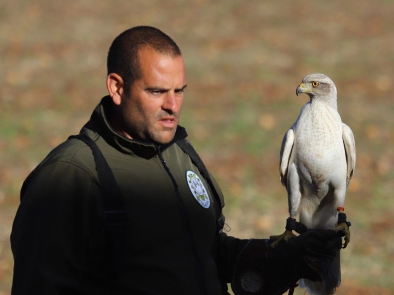 Asociación Española de cetrería y conservación de aves rapaces