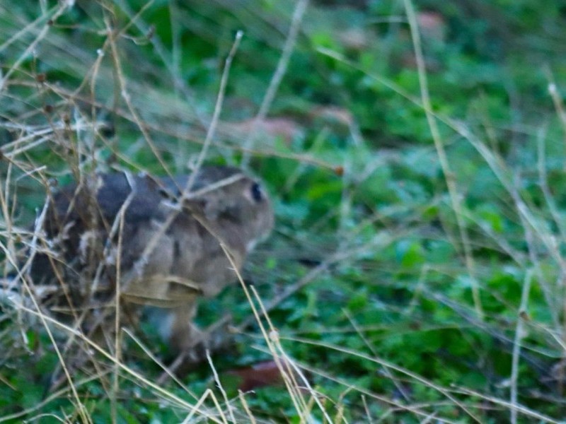 Asociación Española de cetrería y conservación de aves rapaces