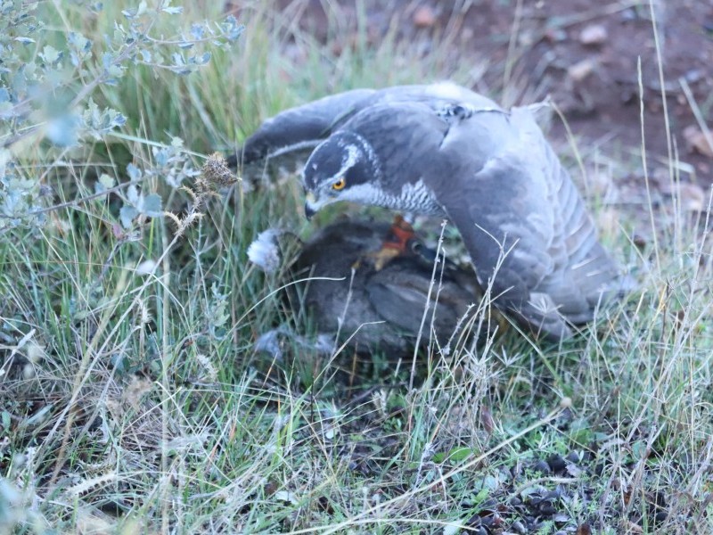 Asociación Española de cetrería y conservación de aves rapaces