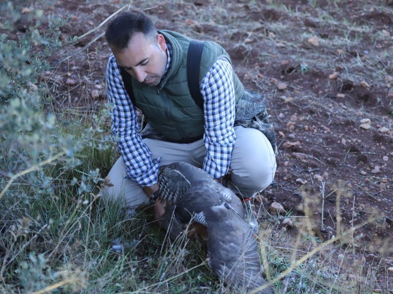 Asociación Española de cetrería y conservación de aves rapaces