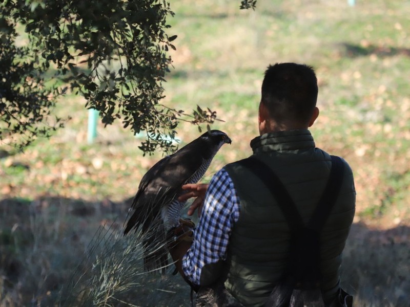 Asociación Española de cetrería y conservación de aves rapaces