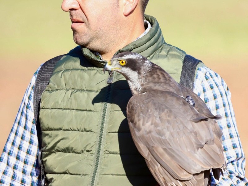 Asociación Española de cetrería y conservación de aves rapaces