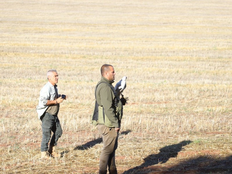 Asociación Española de cetrería y conservación de aves rapaces