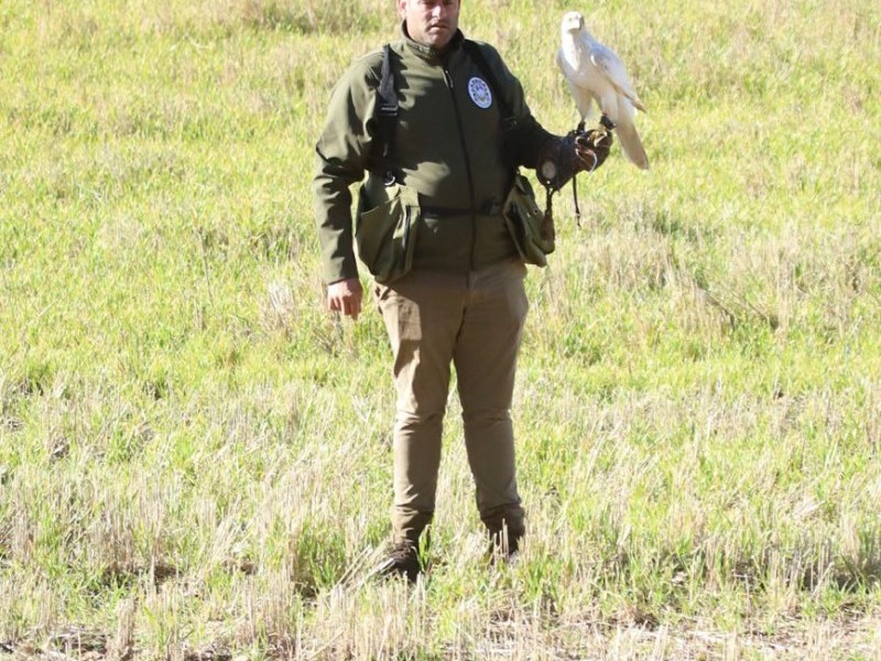 Asociación Española de cetrería y conservación de aves rapaces