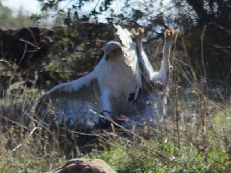 Asociación Española de cetrería y conservación de aves rapaces