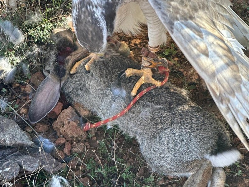 Asociación Española de cetrería y conservación de aves rapaces