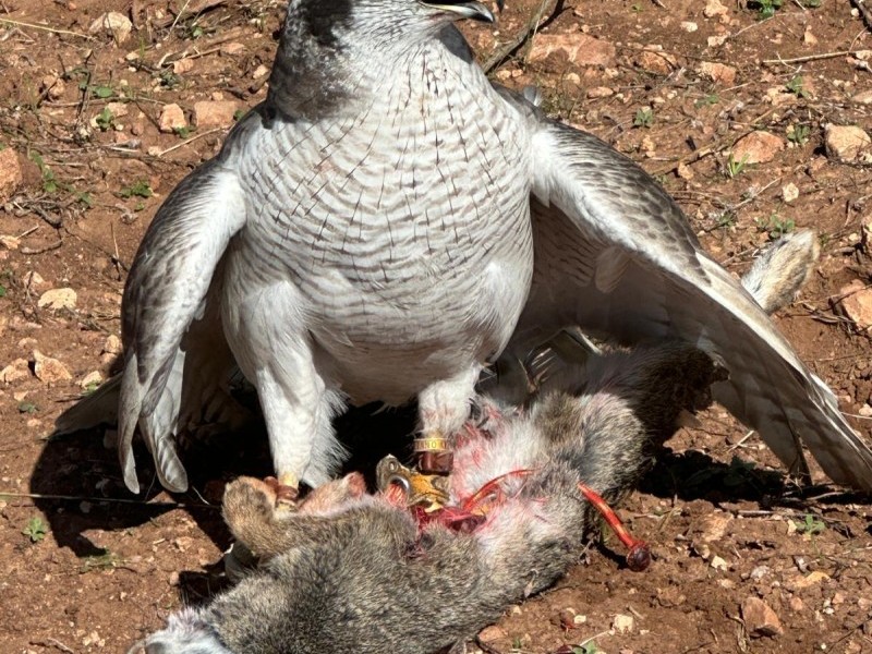 Asociación Española de cetrería y conservación de aves rapaces