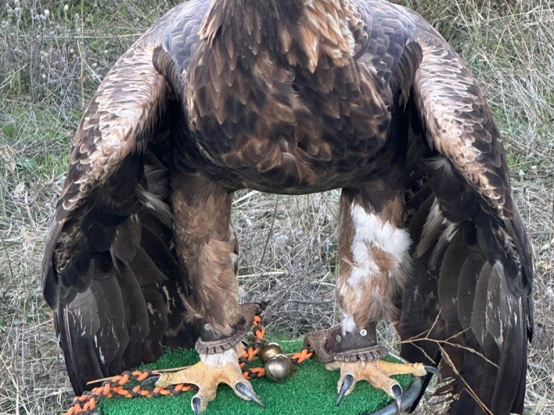 Asociación Española de cetrería y conservación de aves rapaces