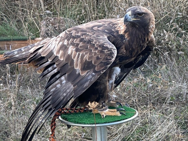 Asociación Española de cetrería y conservación de aves rapaces