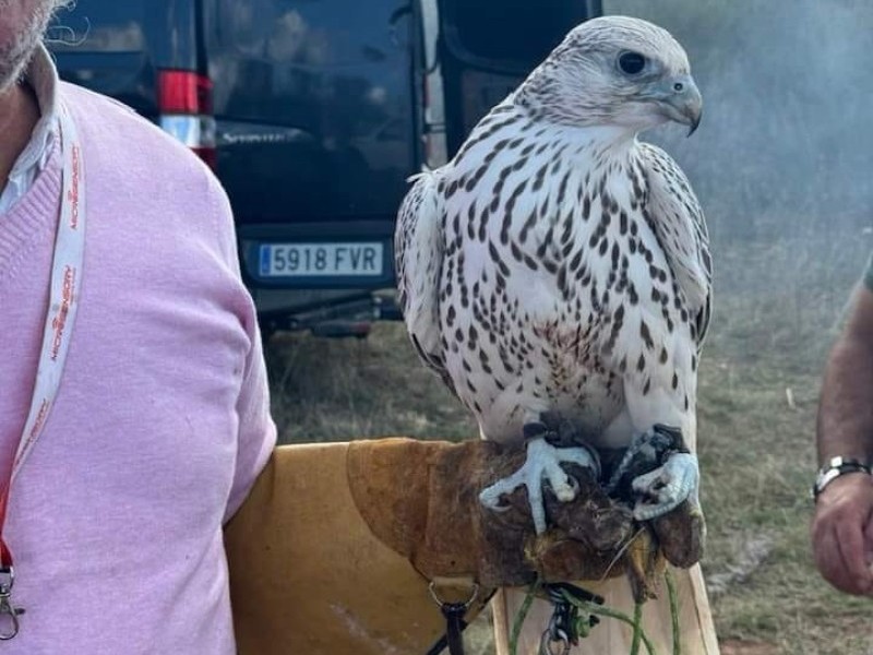 Asociación Española de cetrería y conservación de aves rapaces