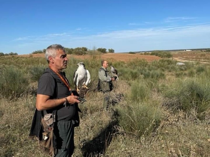 Asociación Española de cetrería y conservación de aves rapaces