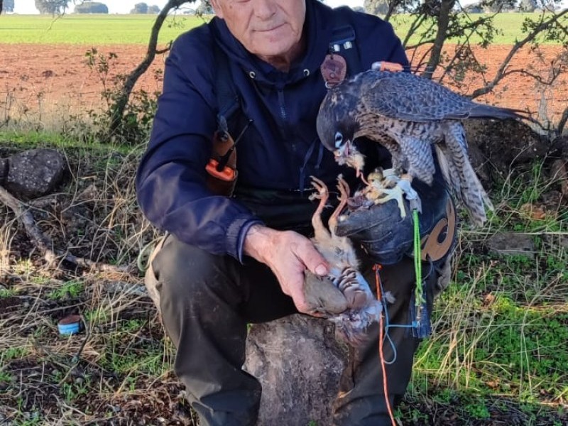 Asociación Española de cetrería y conservación de aves rapaces