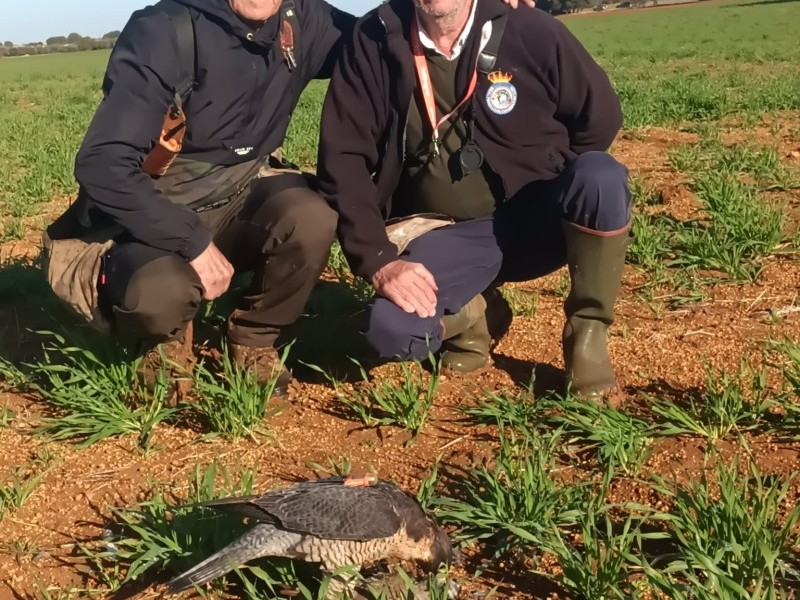 Asociación Española de cetrería y conservación de aves rapaces