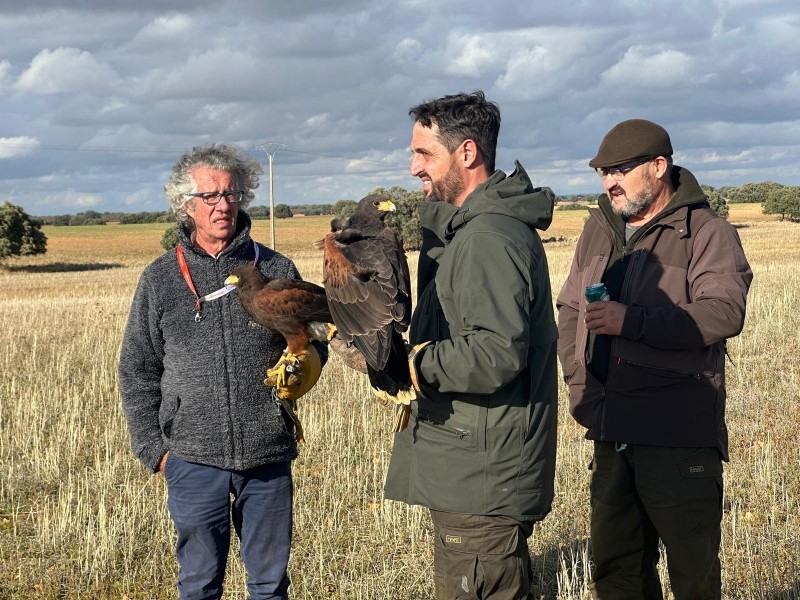 Asociación Española de cetrería y conservación de aves rapaces