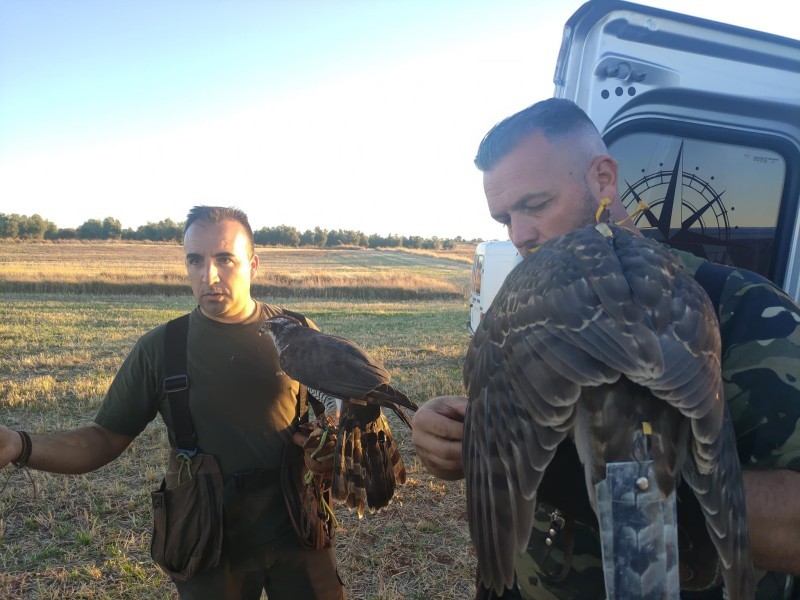 Asociación Española de cetrería y conservación de aves rapaces