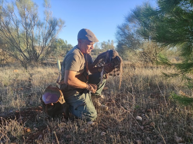 Asociación Española de cetrería y conservación de aves rapaces