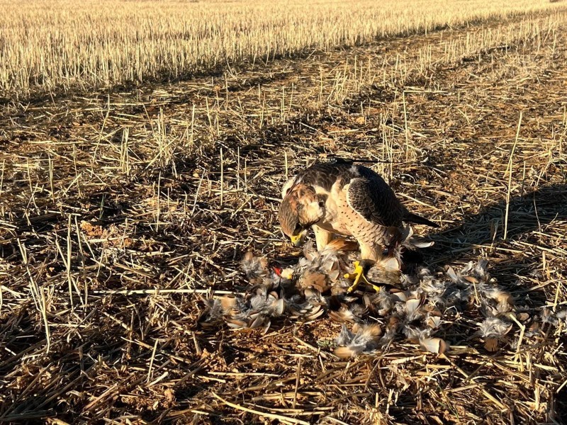 Asociación Española de cetrería y conservación de aves rapaces