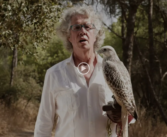 Asociación Española de cetrería y conservación de aves rapaces