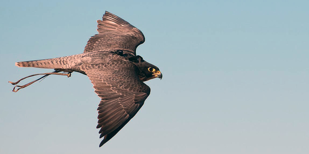 Asociación Española de cetrería y conservación de aves rapaces