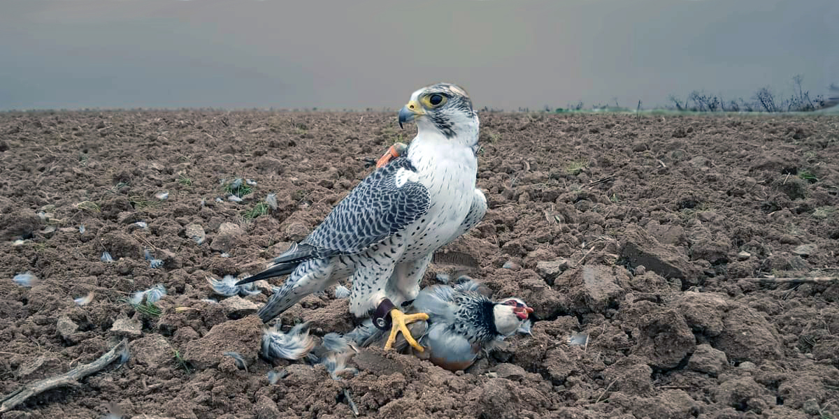 Asociación Española de cetrería y conservación de aves rapaces