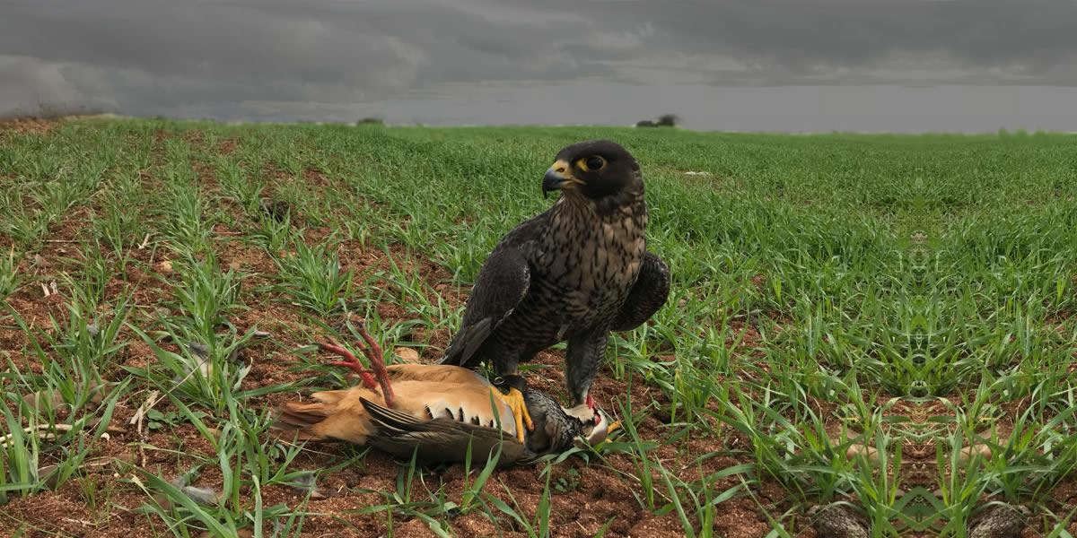 Asociación Española de cetrería y conservación de aves rapaces