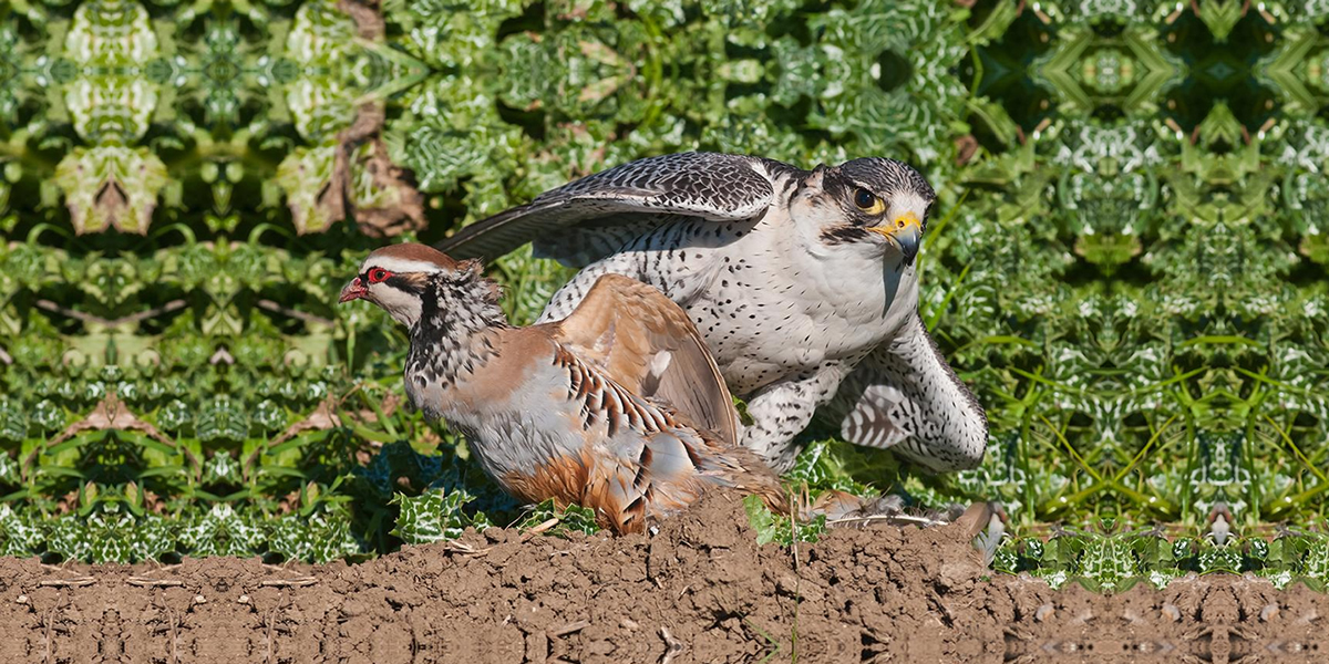 Asociación Española de cetrería y conservación de aves rapaces