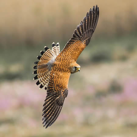 Asociación Española de cetrería y conservación de aves rapaces