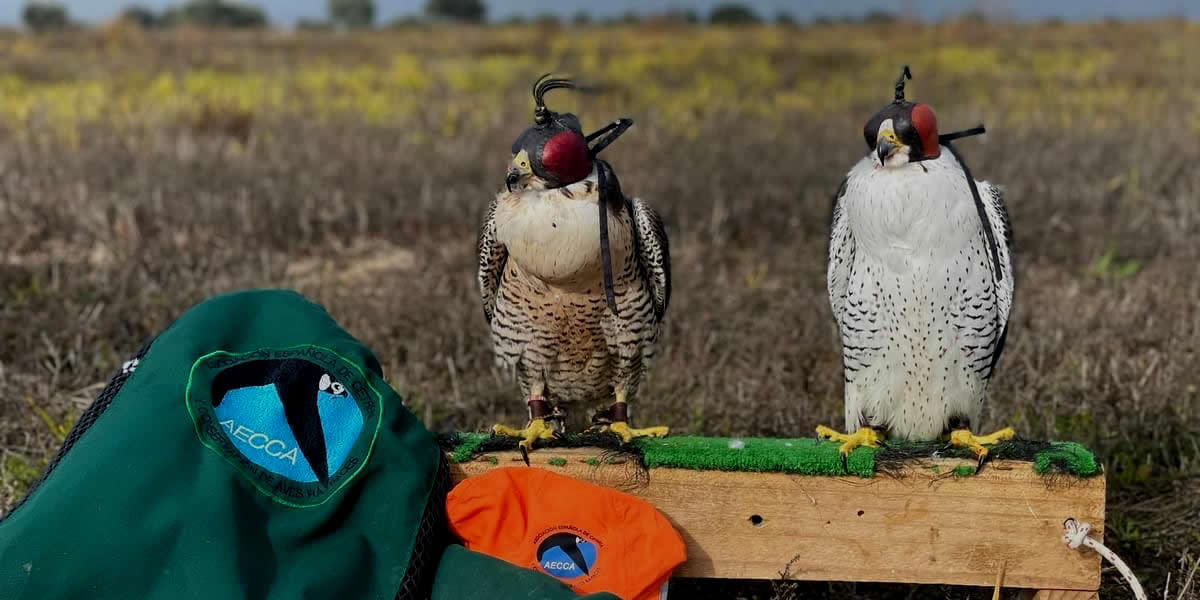 Asociación Española de cetrería y conservación de aves rapaces