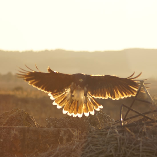 Asociación Española de cetrería y conservación de aves rapaces