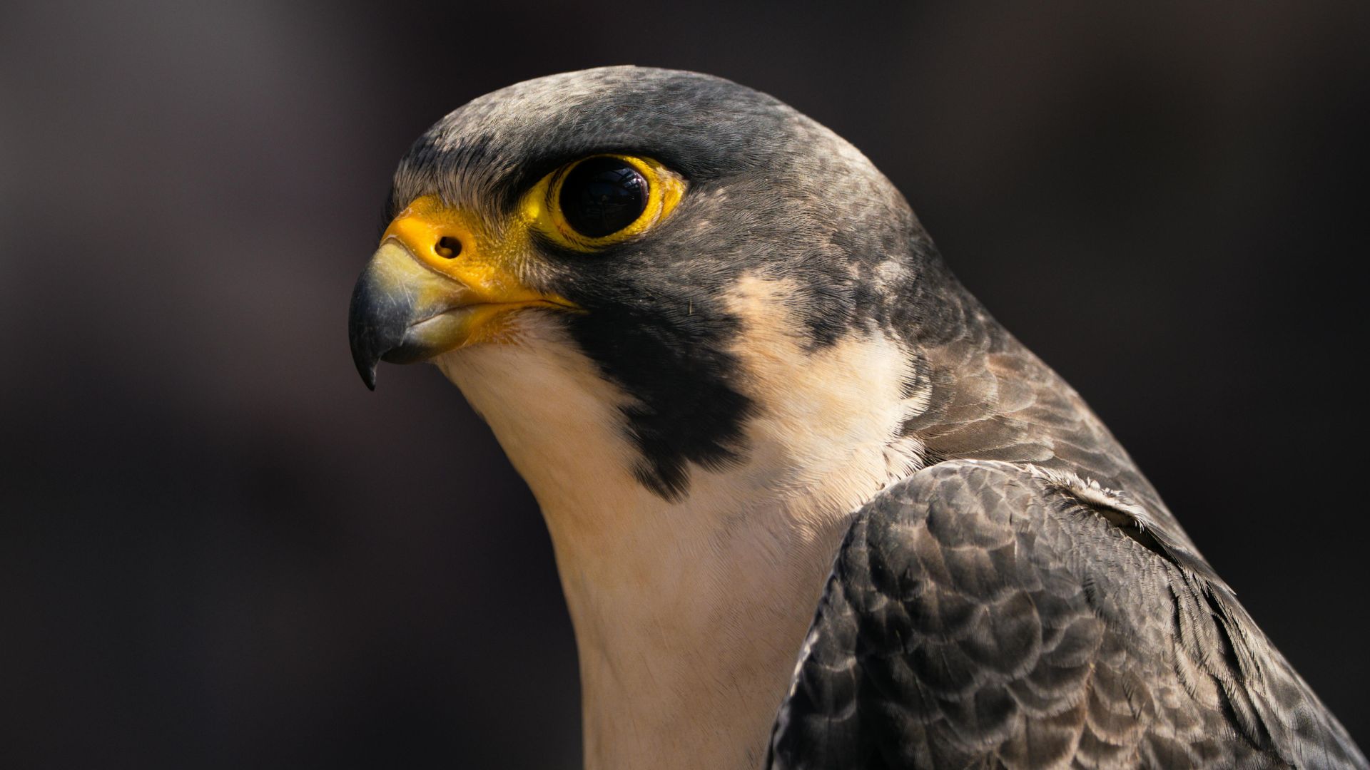 Asociación Española de cetrería y conservación de aves rapaces